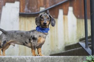 Adopting vs. Buying Where to Get Your Small Pet