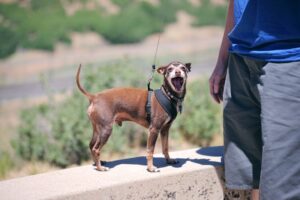 Daily Routines for Happy and Healthy Small Pets