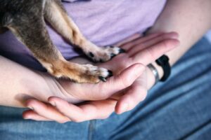 Eco-Friendly Living with Small Pets