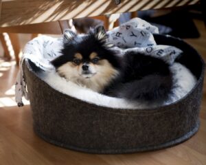 Feeding Your Small Pet Nutrition Tips and Tricks