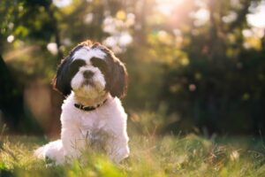 Feeding and Nutrition for Small Pets