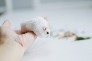 Health and Wellness for Tiny Pets