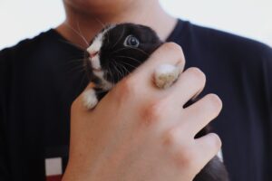 How to Build the Perfect Small Pet Habitat