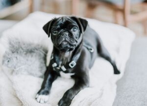 Keeping Small Pets Entertained and Active