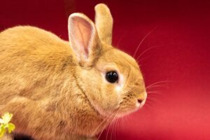 Living With Rabbits A Complete Care Manual