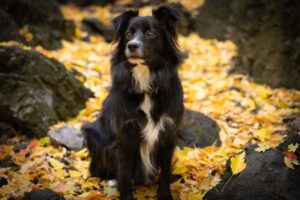 Low-Maintenance Pets for Small Spaces
