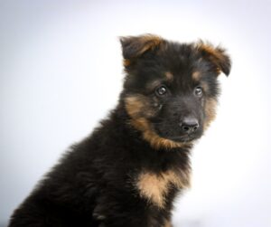 Low-Maintenance Small Pets for Busy Owners