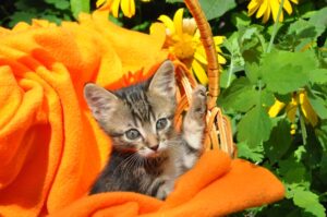 Rabbits vs. Guinea Pigs Which Small Pet is Right for You