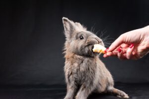 Small Pet Enrichment Toys, Games, and Activities
