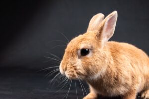 Small Pets and Children Safety and Supervision Tips