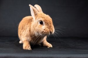 The Best Cages and Enclosures for Small Pets