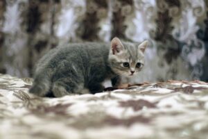 Training Tricks for Small Pets Yes, It’s Possible!