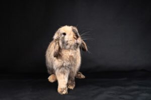Understanding Small Pet Behavior and Communication